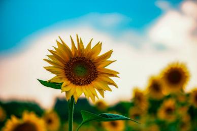 sunflower backdrop contrast blurred closeup