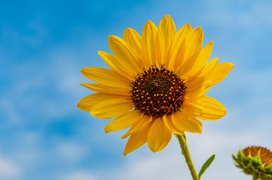 sunflower backdrop picture blooming flowers sky scene