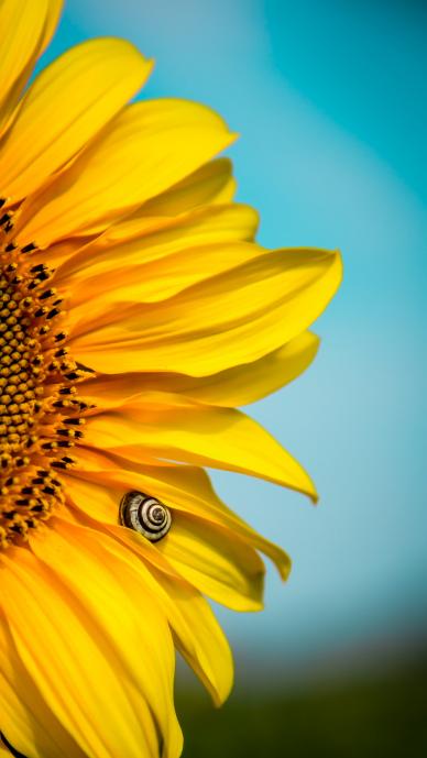 sunflower backdrop picture bright elegant closeup 