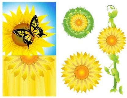 sunflower background graphics set vector