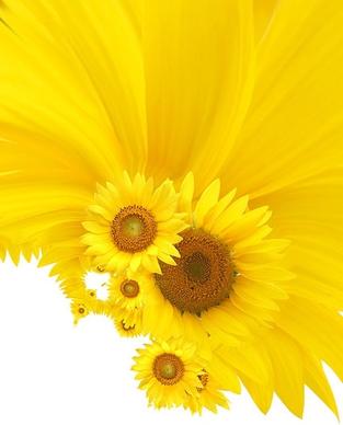 sunflower background image 12