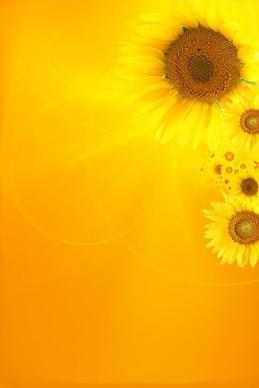 sunflower background image 1
