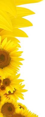 sunflower background image 2