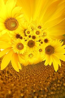 sunflower background image 4