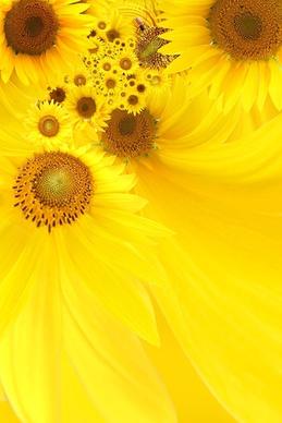 sunflower background image 5