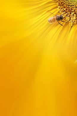 sunflower background image 8