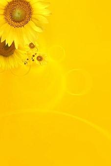sunflower background image 9