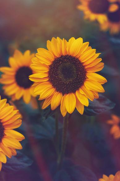 sunflower blossom backdrop dark blurred closeup