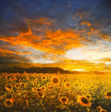 sunflower field picture dark sunset