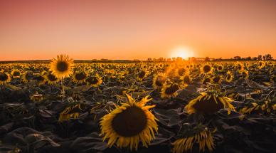 sunflower field picture dark sunset scene