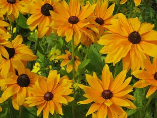 sunflower flowers bl