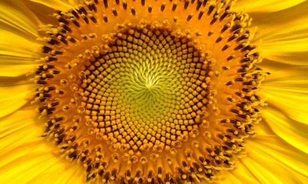 sunflower flowers helianthus
