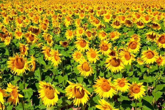 sunflower flowers of highdefinition picture