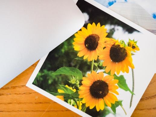 sunflower photo on desk with laptop