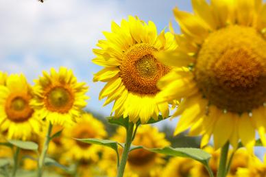 sunflower plantation picture elegant bright closeup