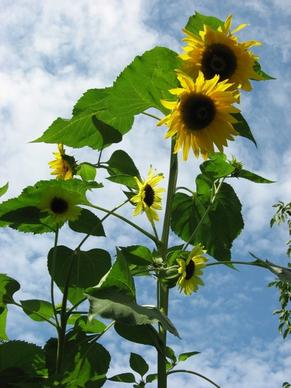 sunflower yellow garden