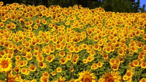 sunflowers abruzzo flowers