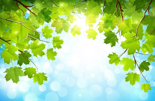sunlight and green leaf nature background