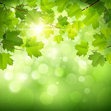 sunlight and green leaf nature background