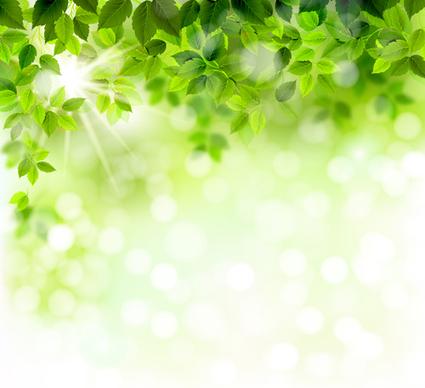 sunlight with green leaves shiny background vector
