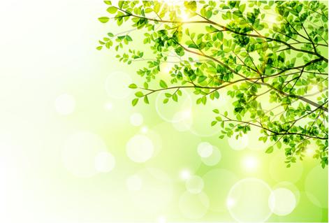 sunlight with green tree spring background