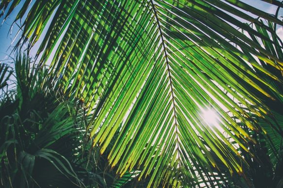 sunny palm caribbean