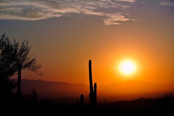 sunrise arizona cactus