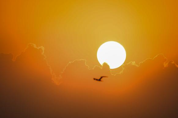 sunrise picture cloudy sky flying bird