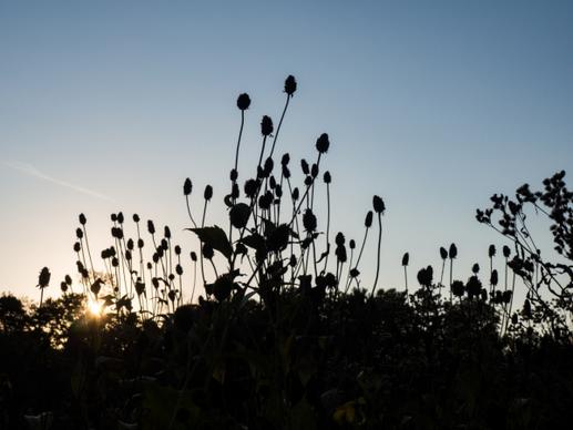 sunset behind leaves and flowers