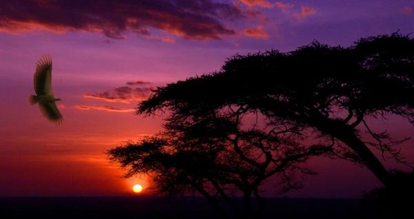 sunset bird africa