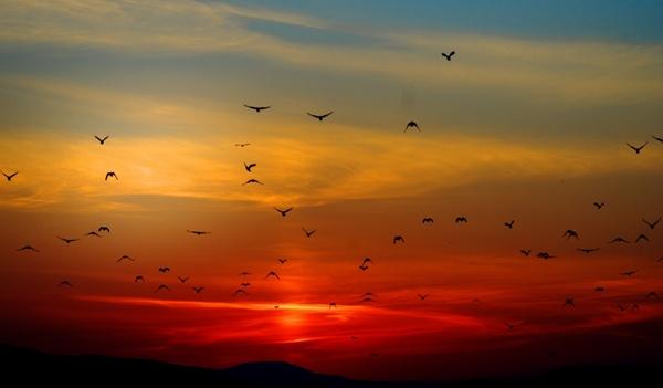 sunset birds clouds