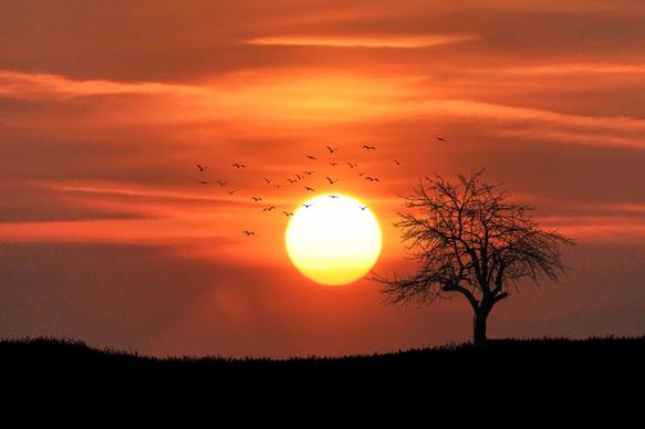 sunset scene picture dark silhouette sun flying birds tree