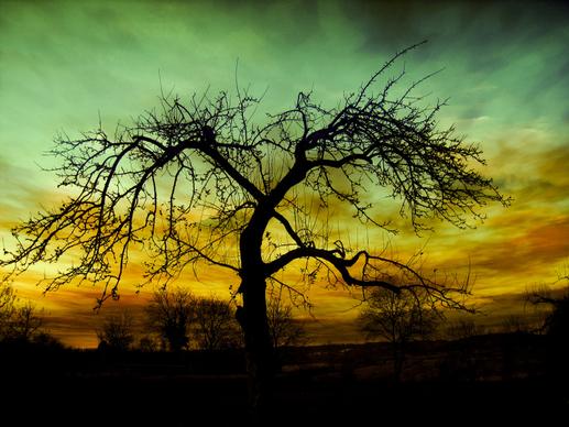 sunset scene picture leafless tree cloudy sky