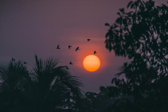 sunset scenery picture dark scene flying birds