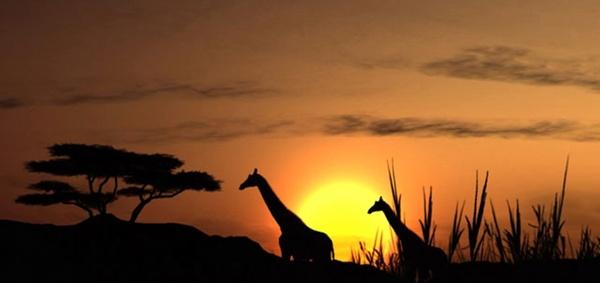 sunset solar giraffe