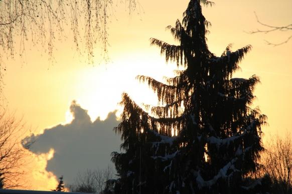 sunset winter fir
