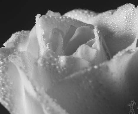sunsprite rose in black amp white 20120826 7052copy 1jpg