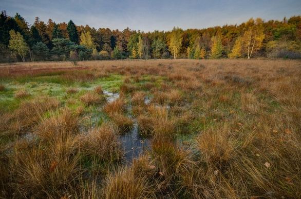 swamp and autumn colors