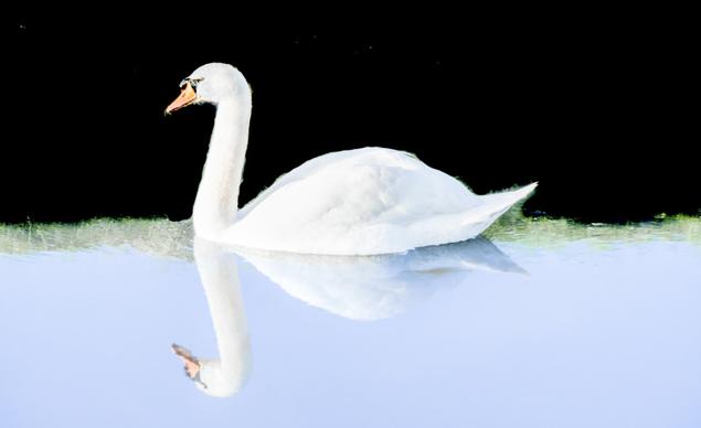 swan animal picture elegant contrast reflection