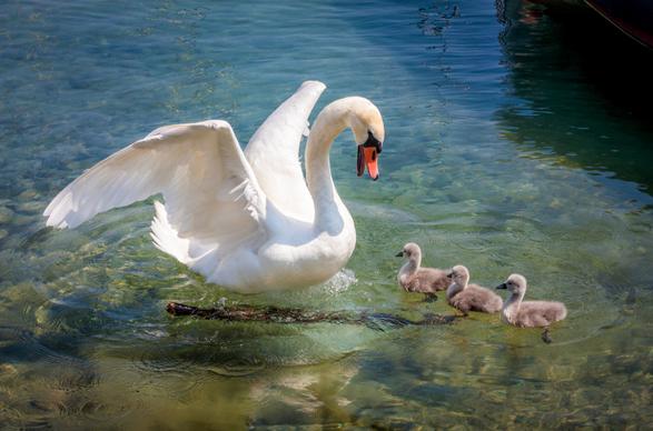 swan animals picture dynamic cute