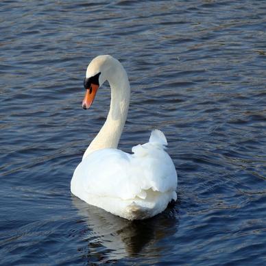 swan beauty nature