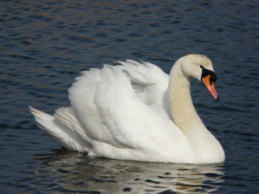 swan fareham creek bird