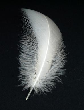 swan feather spring swan