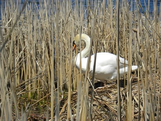 swan nesting pond