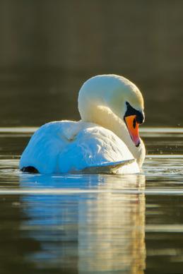 swan picture cute closeup elegance