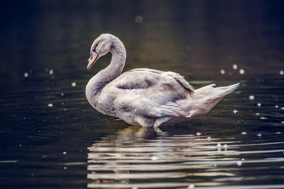 swan picture dark reflection