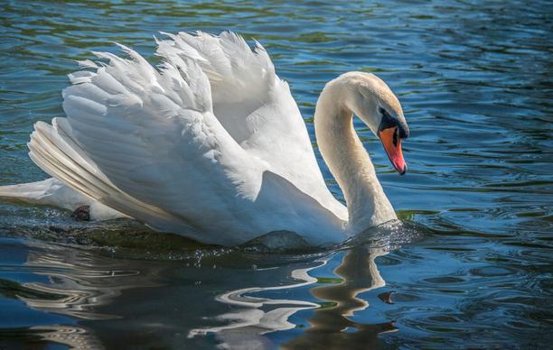 swan picture elegant dynamic contrast