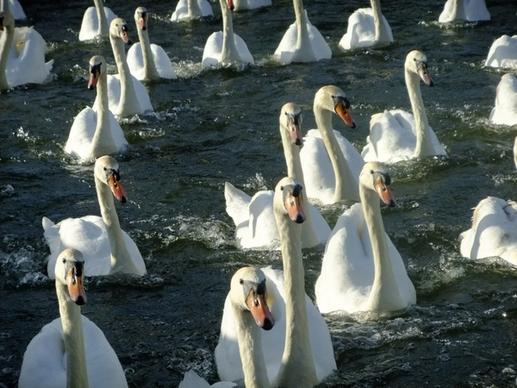 swan waterfowl river