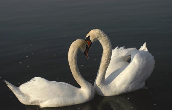 swans love amp tenderness