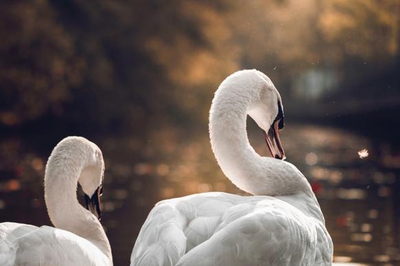 swans picture cute contrast closeup